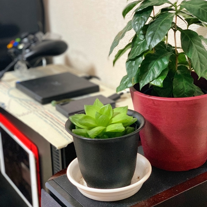 f:id:chiroru_27:20190216164534j:plain