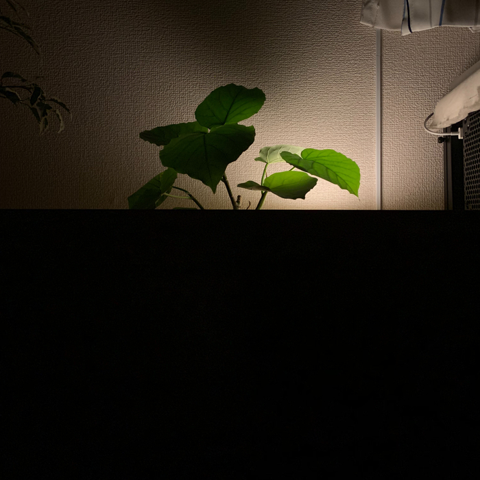 f:id:chiroru_27:20190217124505j:plain
