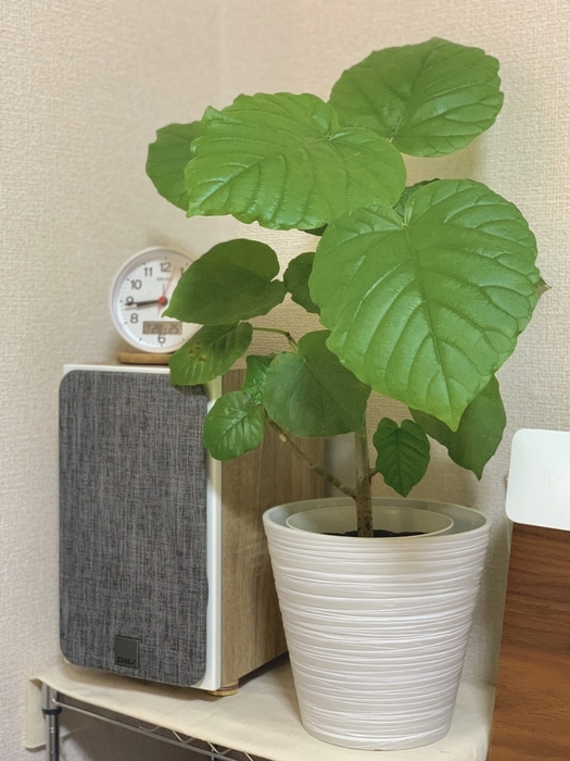 f:id:chiroru_27:20190928204404j:plain