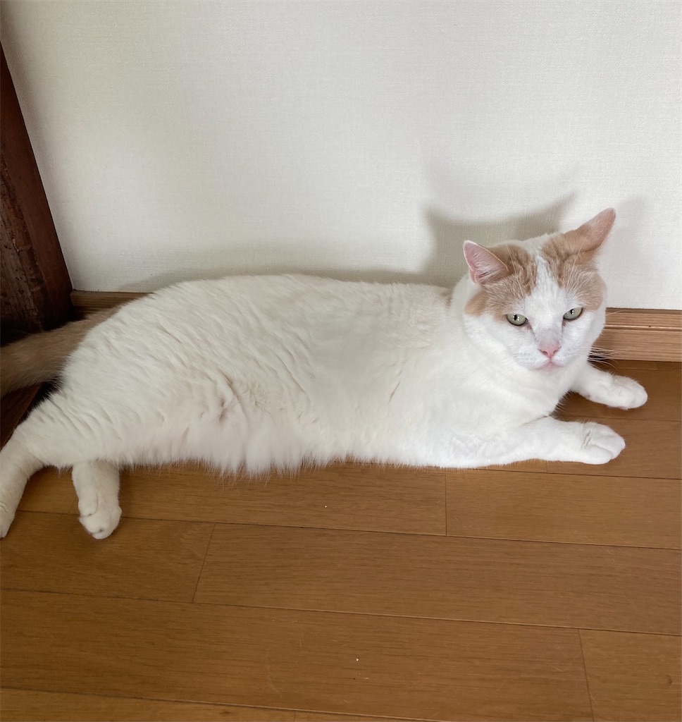 f:id:chirozou:20240819200545j:image