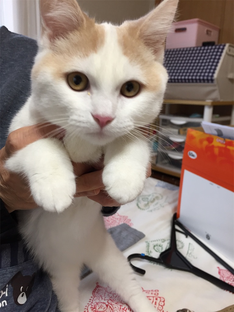 f:id:chirozou:20241123113843j:image