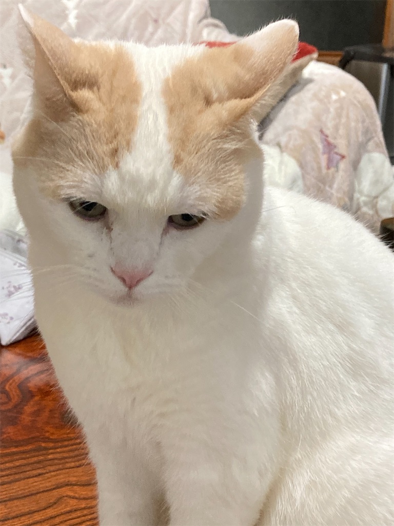 f:id:chirozou:20241206211013j:image