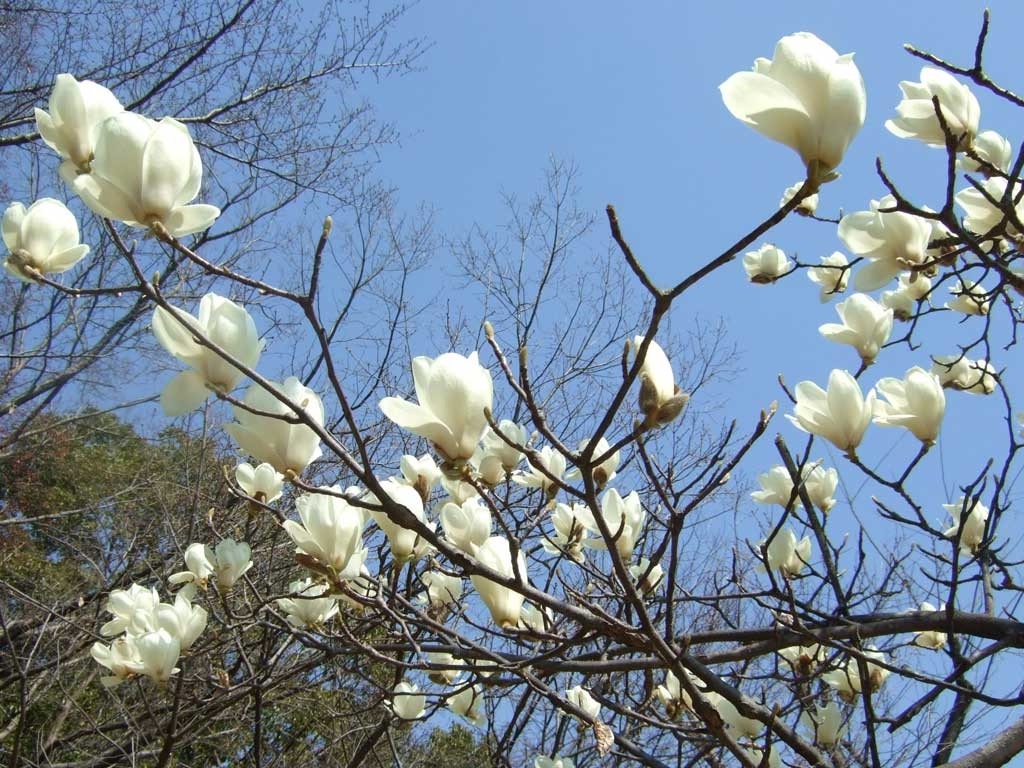 f:id:chirozou:20250405093000j:image f:id:chirozou:20250405093000j:image