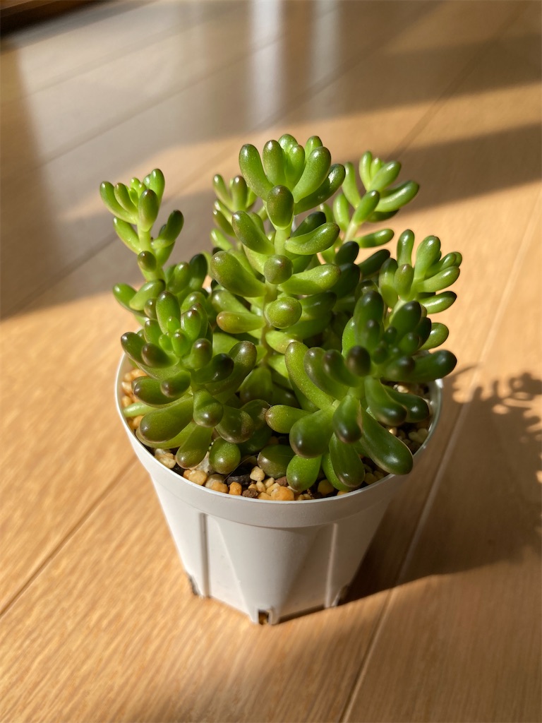 f:id:chirozou:20250526155019j:image