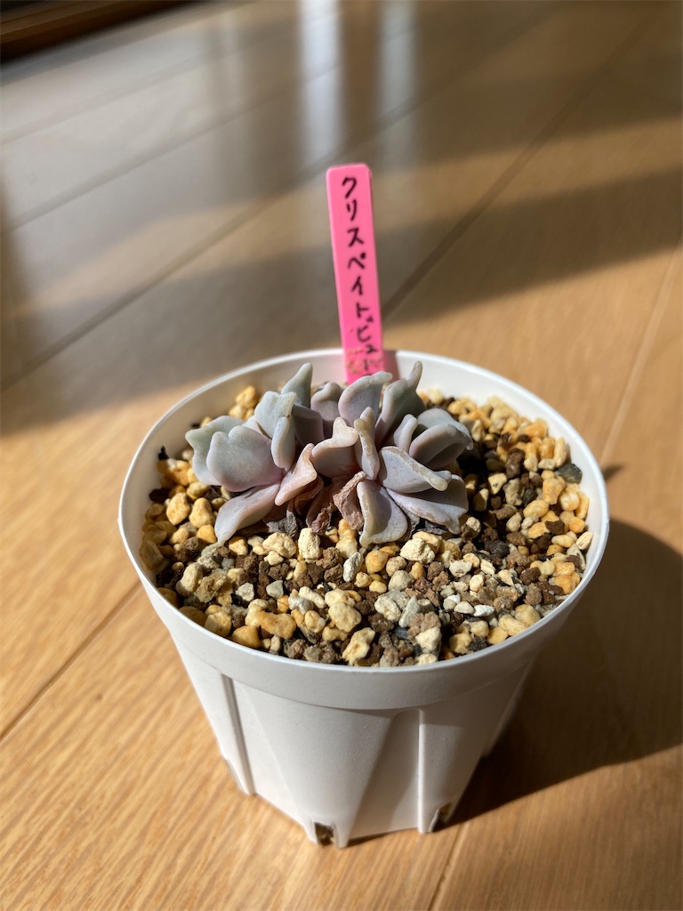 f:id:chirozou:20250526155919j:image