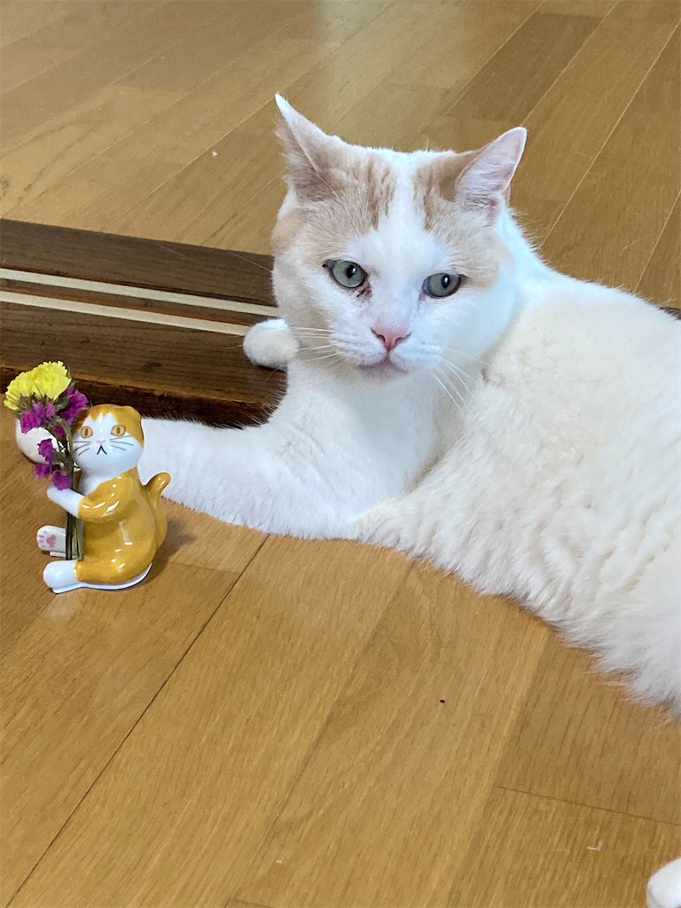 f:id:chirozou:20250620110724j:image