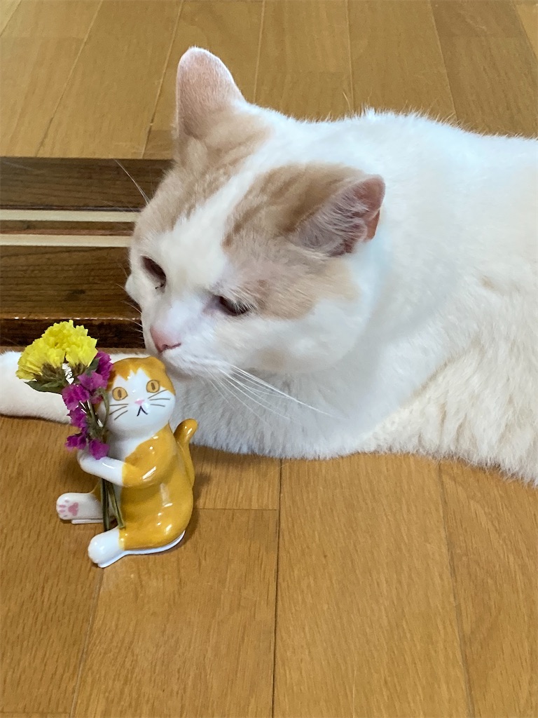 f:id:chirozou:20250620110735j:image