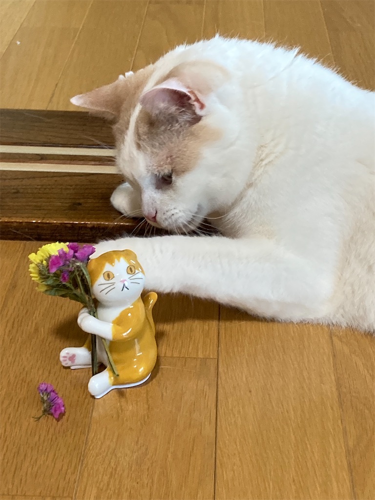 f:id:chirozou:20250620110809j:image