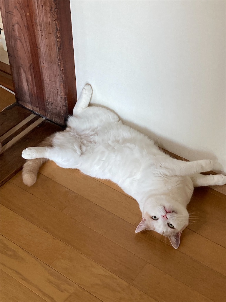 f:id:chirozou:20250801173944j:image