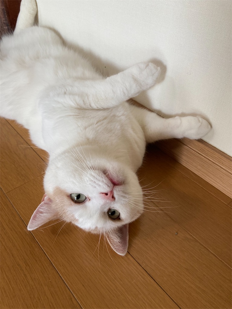 f:id:chirozou:20250801174114j:image