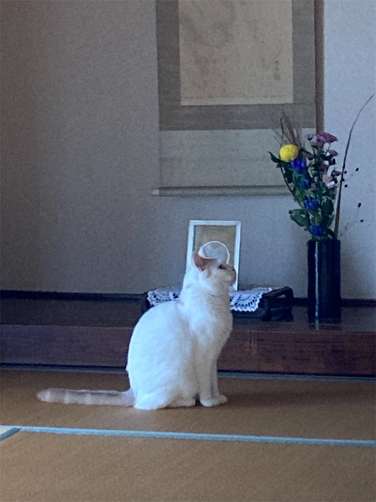 f:id:chirozou:20251106102753j:image