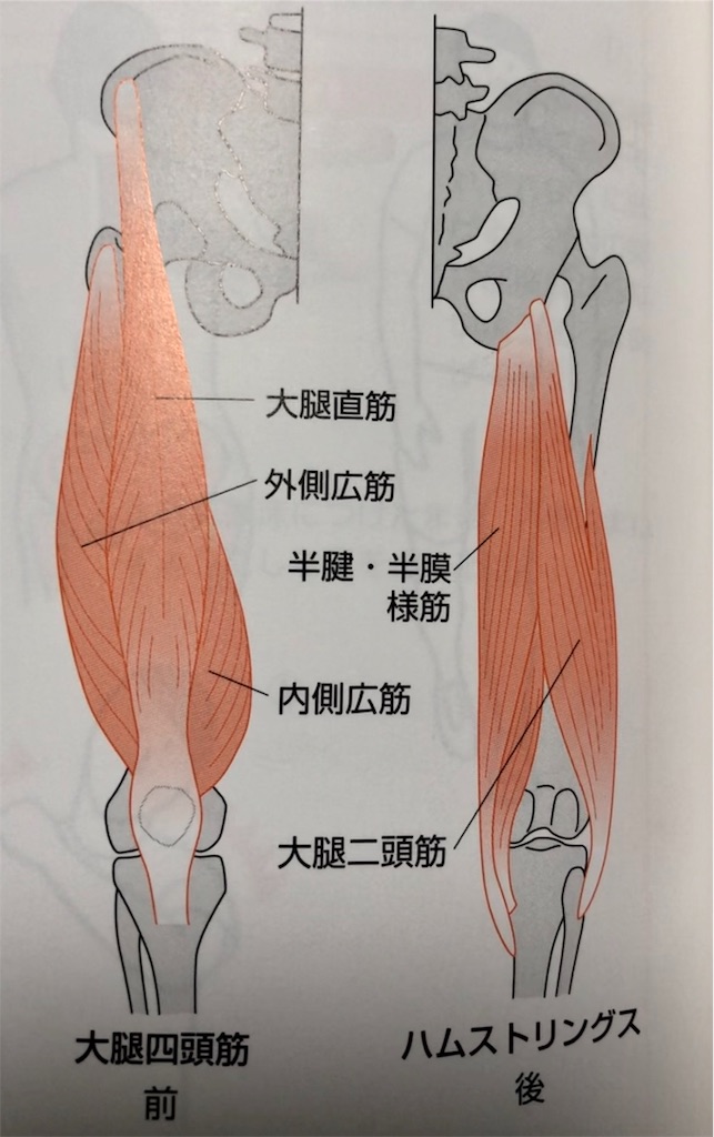 今回は 大腿四頭筋 タイプと ハムストリング タイプか 膝 と 股関節 をどちらかを優位に使うか を検証します クライマー 武術家 一般の方にもオススメです Chiryouin111 S Diary 今回は 大腿四頭筋 タイプと ハムストリング タイプか 膝 と 股関節 をどちらかを優位に使うか を検証します クライマー 武術家 一般の方にもオススメです Chiryouin111 S Diary