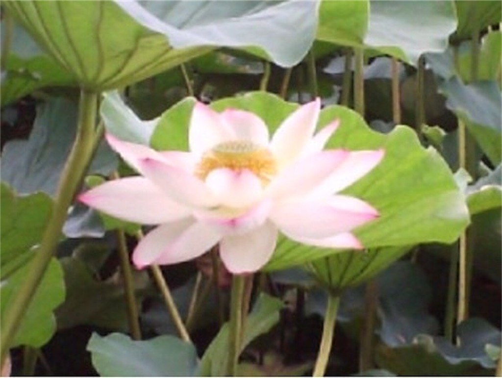 f:id:chisa_lala:20210128204039j:image