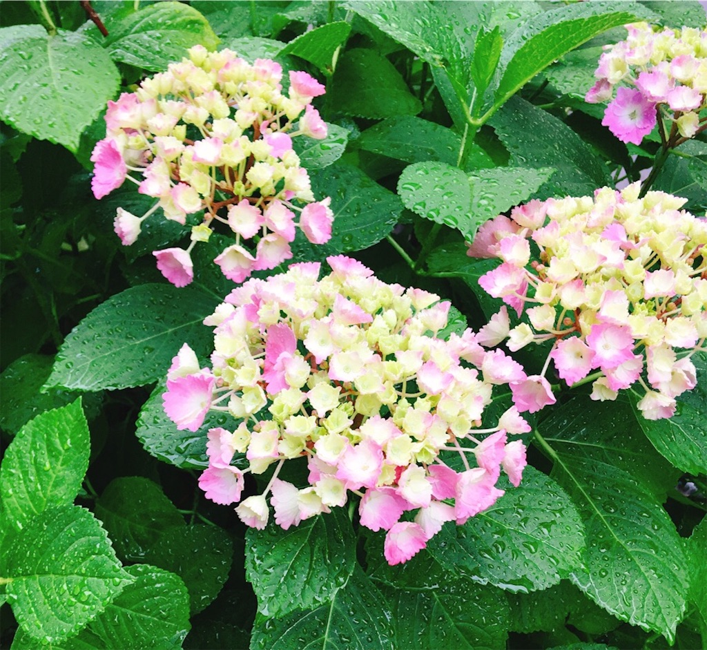 f:id:chisa_love:20190707085933j:image