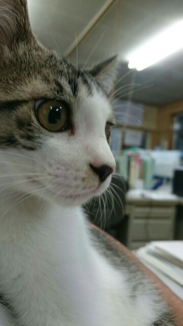 f:id:chisaaan:20161002210328j:image f:id:chisaaan:20161002210328j:image