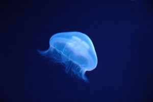 まるで本物 人工クラゲを飼おう もうちょっと幸せになる方法 まるで本物 人工クラゲを飼おう もうちょっと幸せになる方法