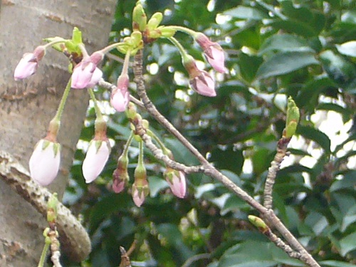 f:id:chita201005:20130328150813j:image f:id:chita201005:20130328150813j:image