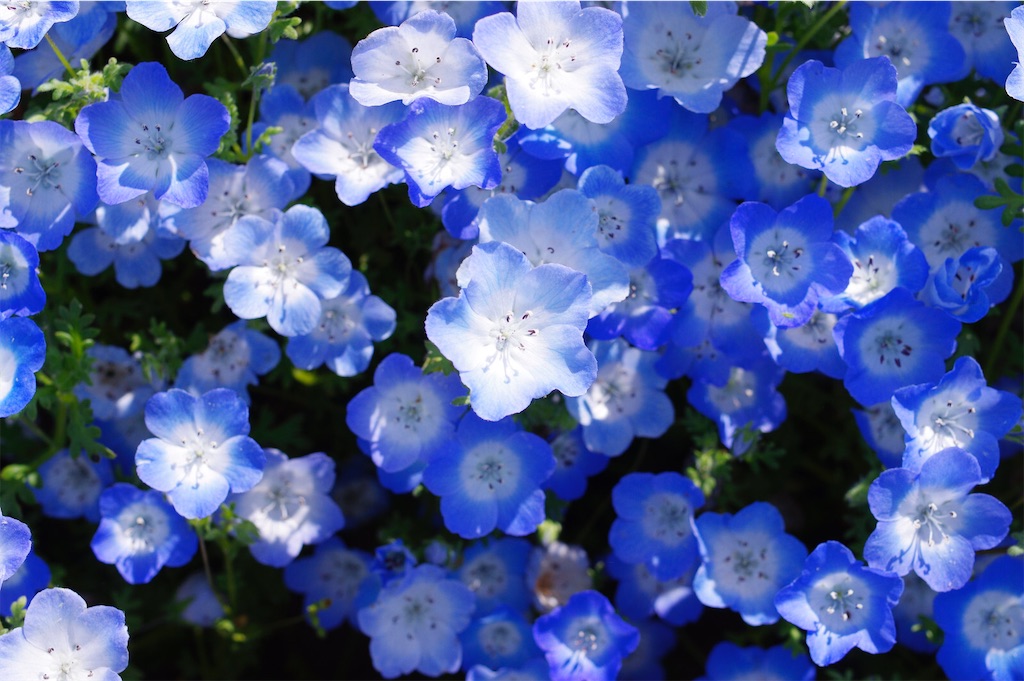 f:id:chitarou2020:20210120124314j:image