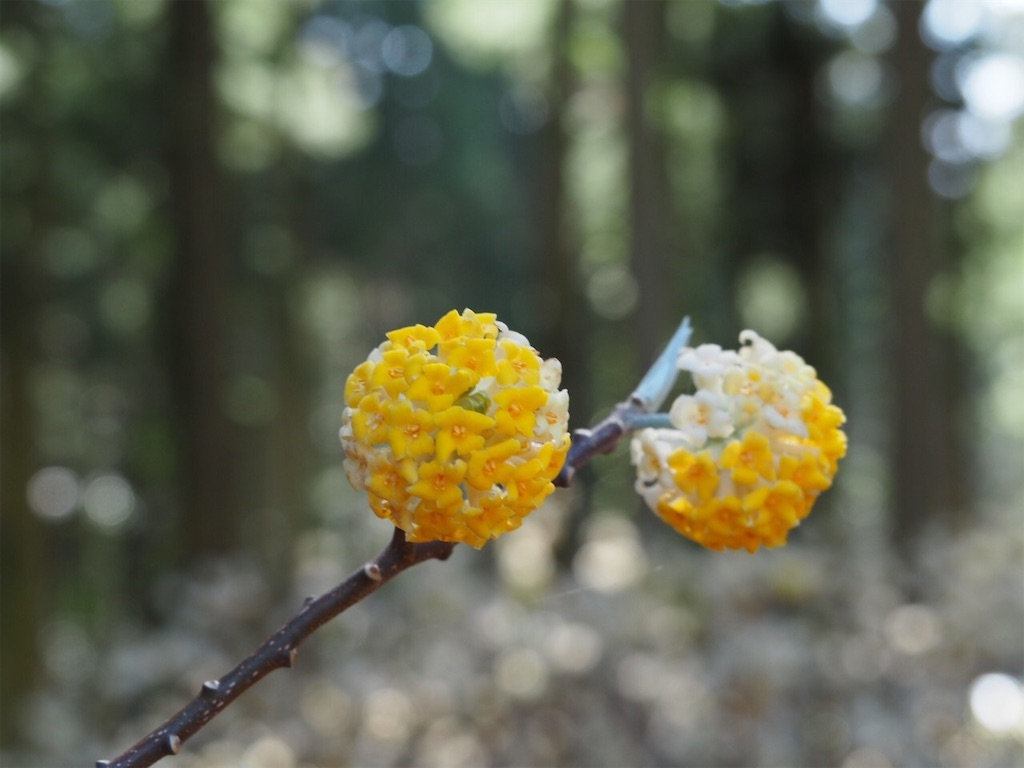 f:id:chitoseclimb:20200324234255j:image