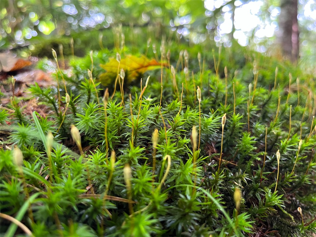 f:id:chitoseclimb:20230916192730j:image f:id:chitoseclimb:20230916192730j:image