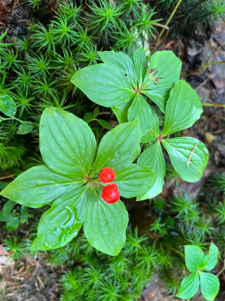 f:id:chitoseclimb:20230916192757j:image f:id:chitoseclimb:20230916192757j:image