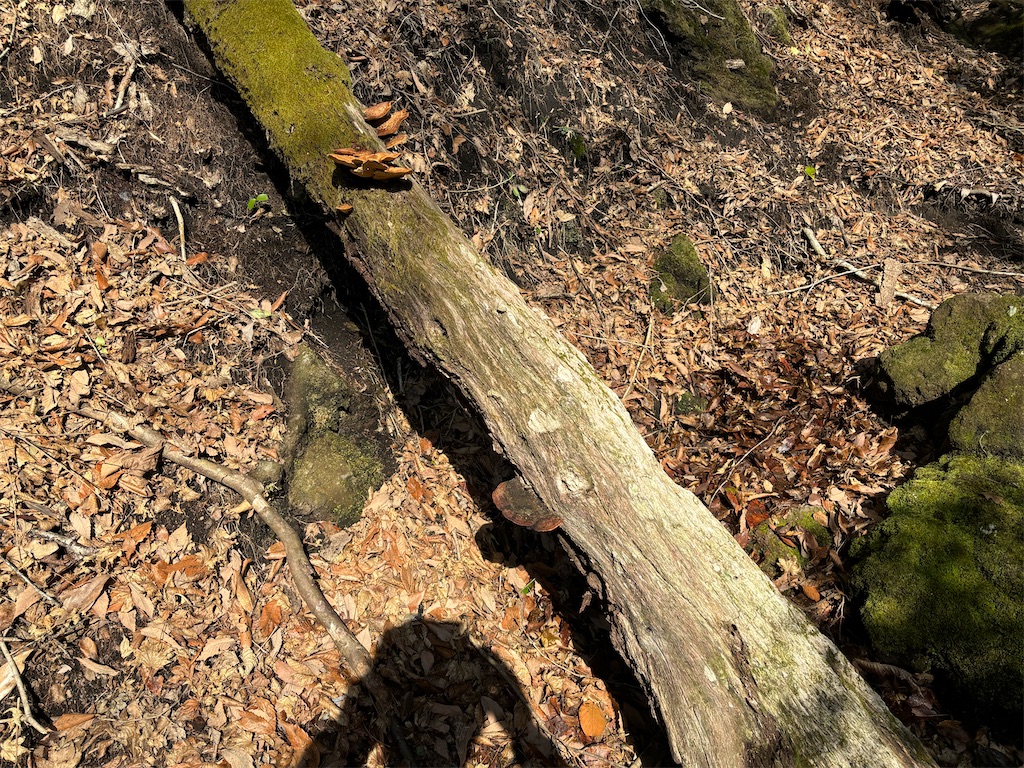 f:id:chitoseclimb:20250410124052j:image