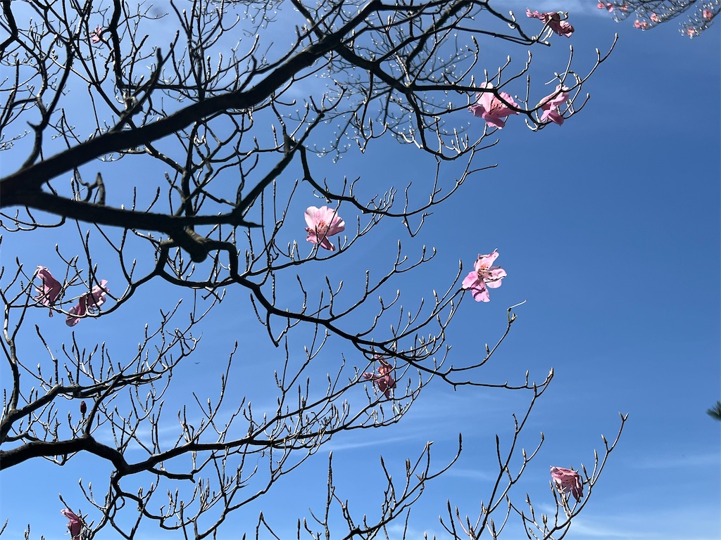 f:id:chitoseclimb:20260507201835j:image f:id:chitoseclimb:20260507201835j:image