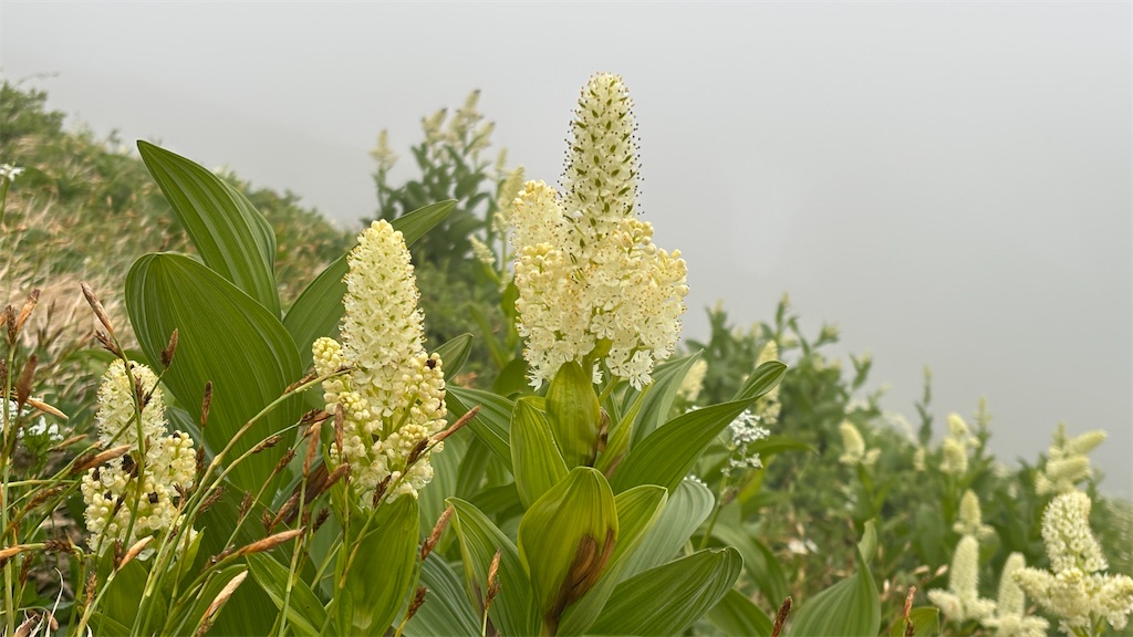 f:id:chitoseclimb:20260802155717j:image f:id:chitoseclimb:20260802155717j:image