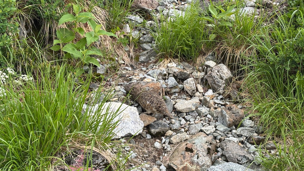 f:id:chitoseclimb:20260802155734j:image f:id:chitoseclimb:20260802155734j:image