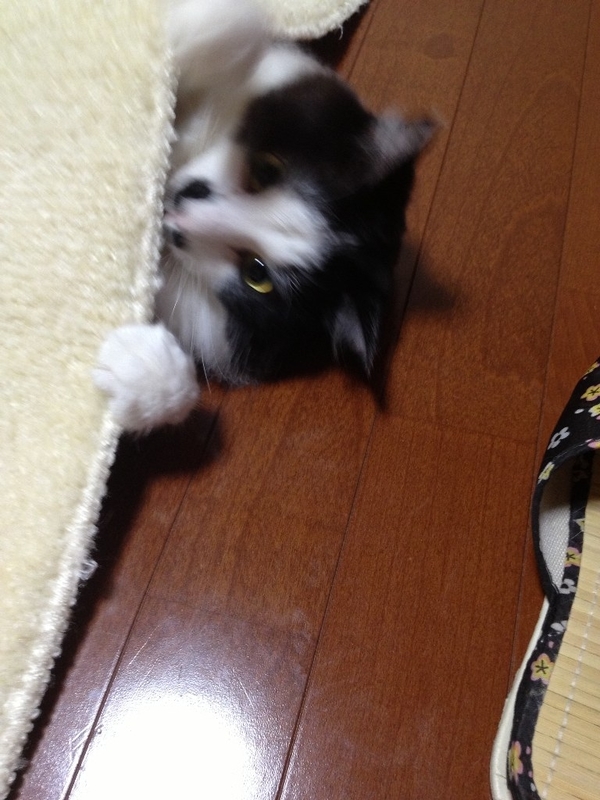 イメージ 3