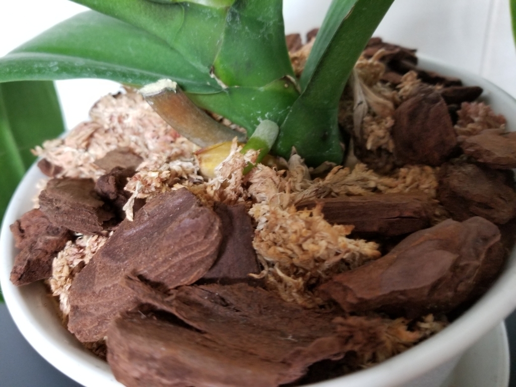 f:id:chivsp:20190207181843j:plain f:id:chivsp:20190207181843j:plain