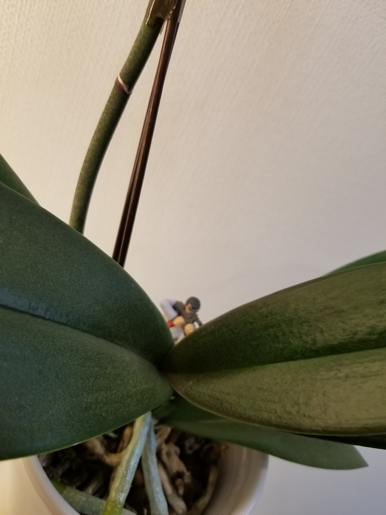 f:id:chivsp:20190207181953j:plain f:id:chivsp:20190207181953j:plain