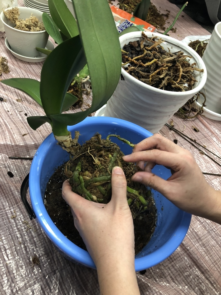 f:id:chivsp:20190305181713j:plain f:id:chivsp:20190305181713j:plain