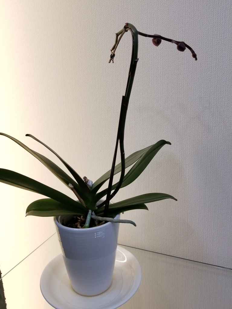 f:id:chivsp:20190305183145j:plain f:id:chivsp:20190305183145j:plain