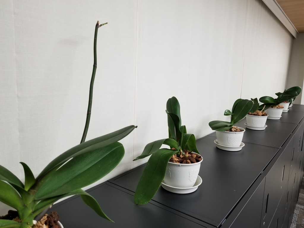 f:id:chivsp:20190305183402j:plain f:id:chivsp:20190305183402j:plain