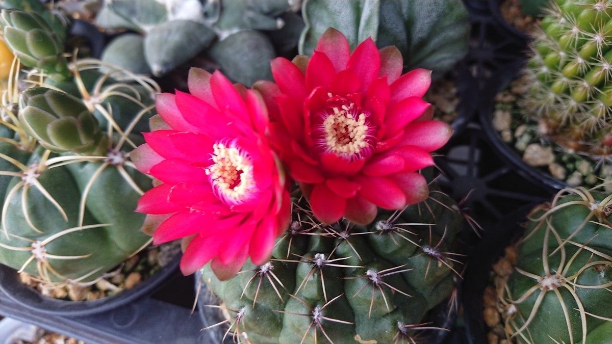 花サボテン 楽天市場】花サボテン*M 幅4.5cm : 遊恵盆栽 楽天市場店