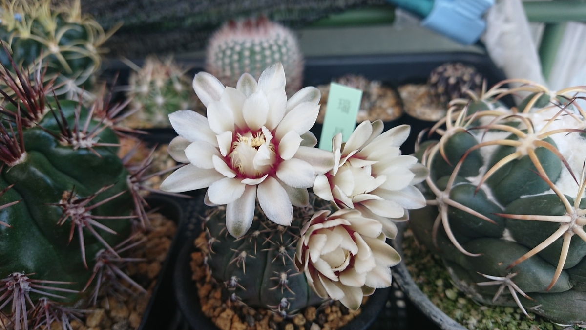 花サボテン 柱サボテン販売、サボテン・多肉植物専門店Wild Cacti（ワイルド