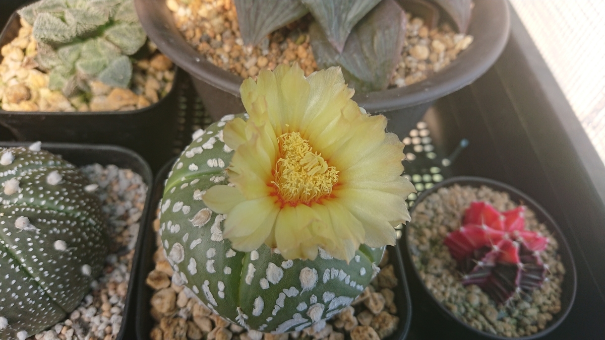 サボテンの花 61Lqtyc+QrL._UF1000,1000_QL80_.jpg