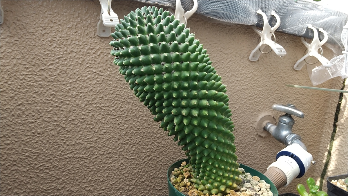 星形の突起がある緑色のサボテン 5角形のサボテン | ☆ガマンマの ニク・サボ栽培☆ - 楽天ブログ