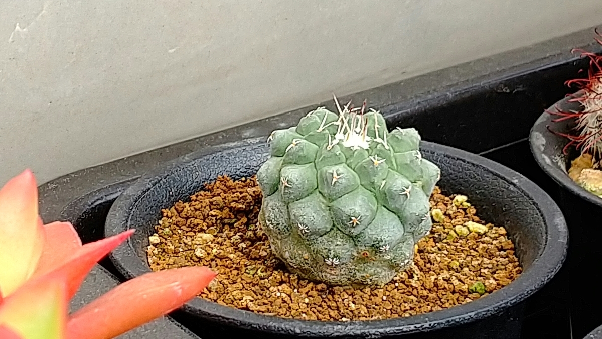 1属1種のサボテンが好き - BeLan タニサボ