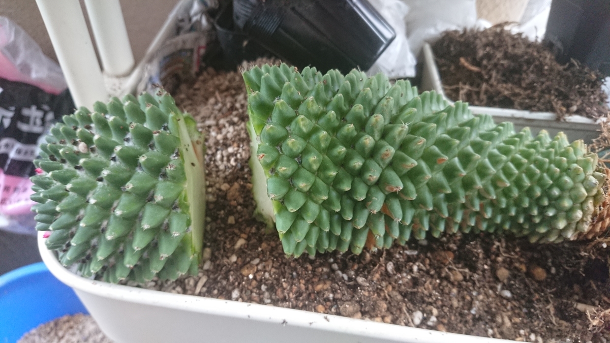 サボテンの胴切り Belan タニサボ