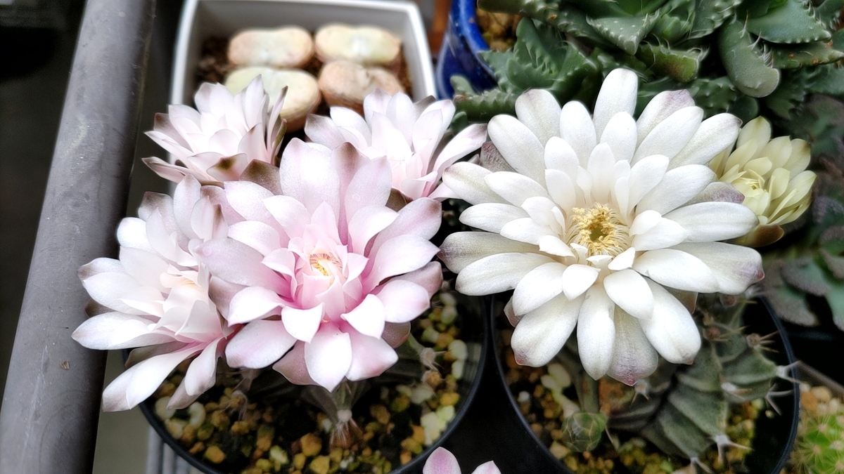 花サボテン 21-彼岸 花サボテン ロビビア属 発根済み 抜き苗 花サイズ12cm