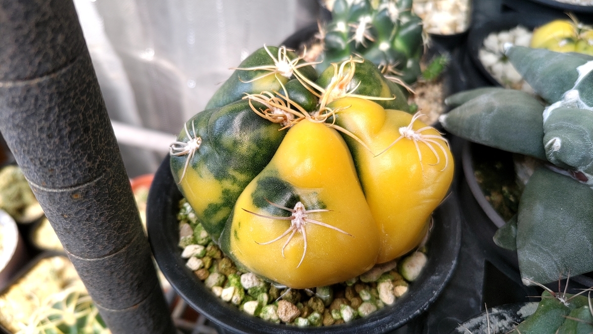 海王丸錦 - BeLan タニサボ