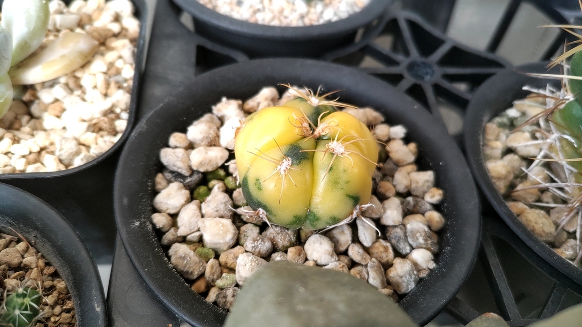 海王丸錦 - BeLan タニサボ