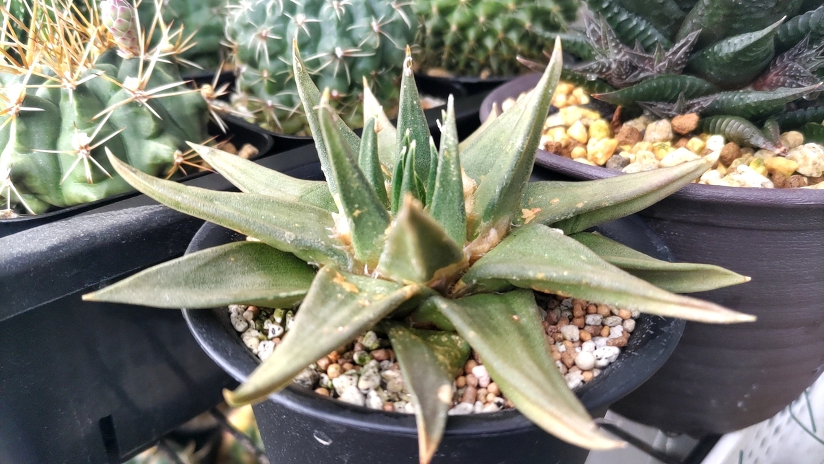 紫シューベイ① 多肉植物 希少 アリオカルプス かわいいです 紫シューベイ① 多肉植物 希少 アリオカルプス かわいいです