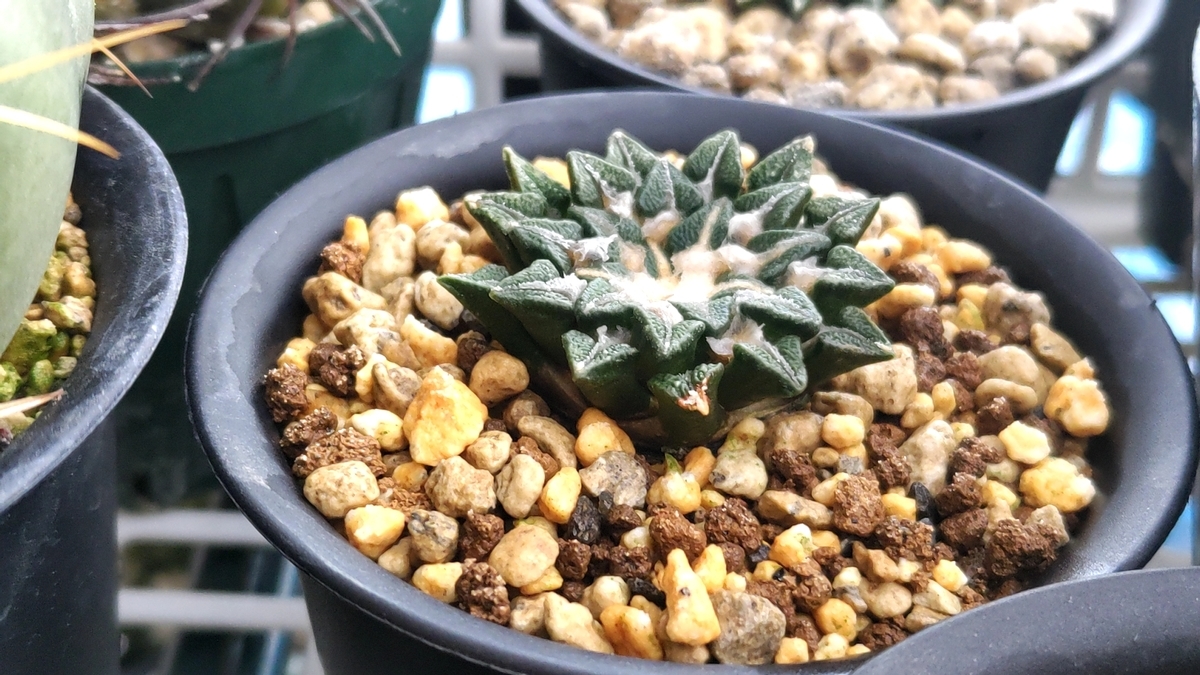 アリオカルプスが好き - BeLan タニサボ