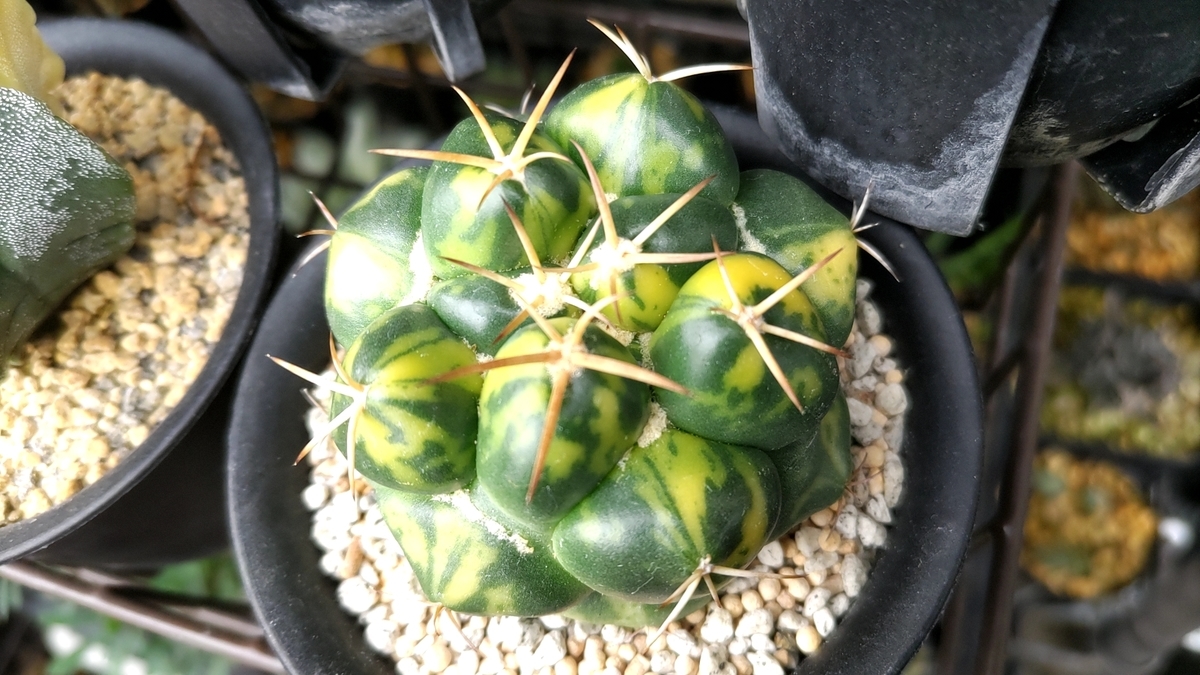 B*r様 サボテン　大イボ象牙丸錦　台木根　オークション B*r様 サボテン 大イボ象牙丸錦 台木根 オークション B*r