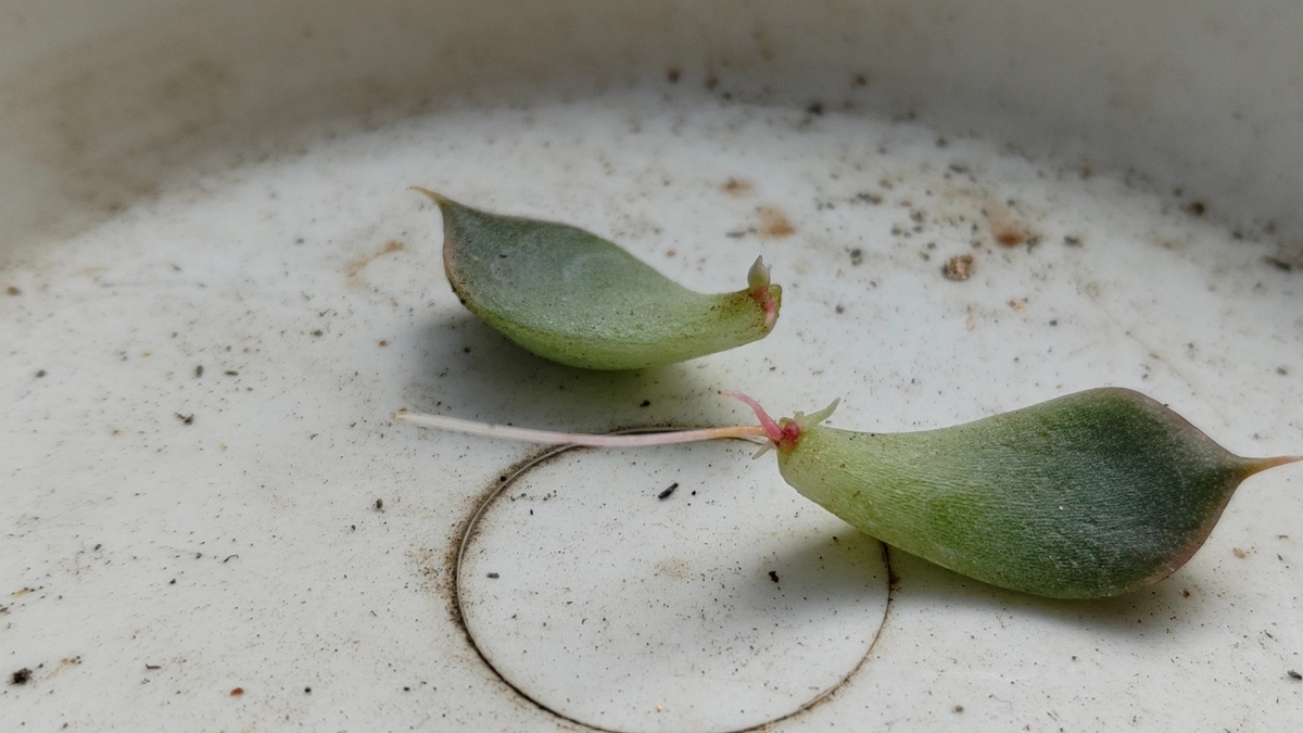 700〓超希少Salacia laevigata 熱帯果樹 実生 700〓超希少Salacia laevigata 熱帯果樹 実生 果樹