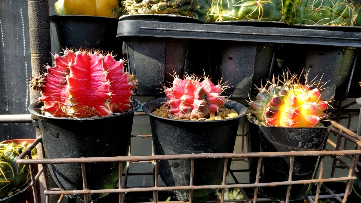 Astrophytum myriostigma アストロフィツム 紅葉ヘキラン 紅葉碧瑠璃