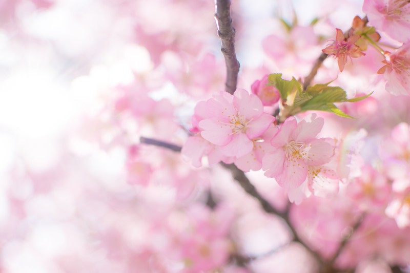 f:id:chiwaro163:20190314111205j:plain